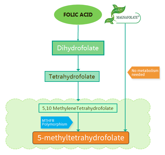 Quelle est la différence entre l'acide folique et le Magnafolate® ?