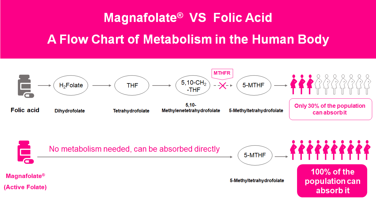 Un organigramme du métabolisme dans le corps humain, Folate actif VS Acide folique