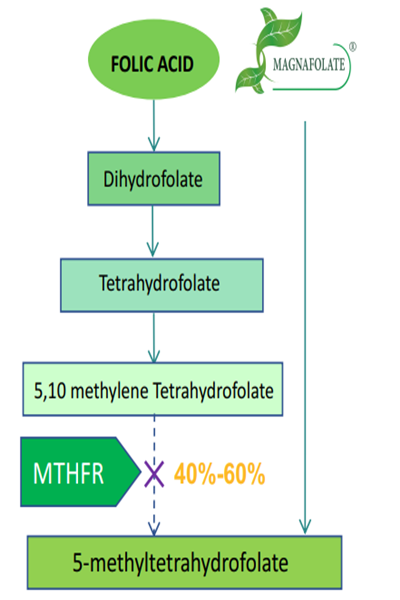 Pourquoi est-il nécessaire d’utiliser du folate actif L-5-MTHF Ca plutôt que de l’acide folique ?