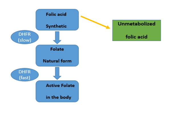Un apport quotidien de 266 mcg d’acide folique perturbe notre métabolisme normal du folate