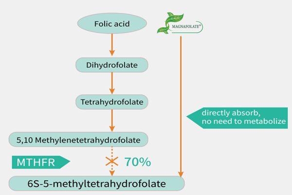 Connaissez-vous la différence entre le Magnafolate et l'acide folique ?