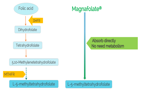 Est-il nécessaire de prendre des suppléments contenant du méthylfolate plutôt que de l’acide folique ?