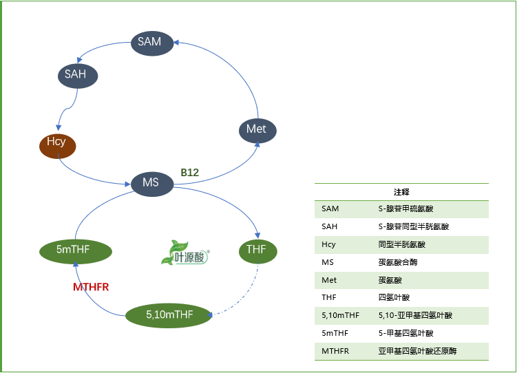 Le génotype MTHFR provoque une anomalie du métabolisme du folate et du mécanisme pathologique associé