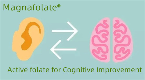 Folate actif pour l’amélioration cognitive