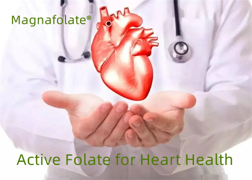 Folate actif pour la santé cardiaque
