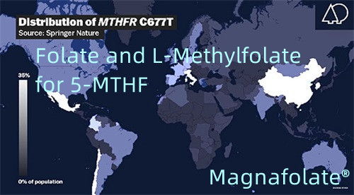 Folate et L-méthylfolate pour 5-MTHF