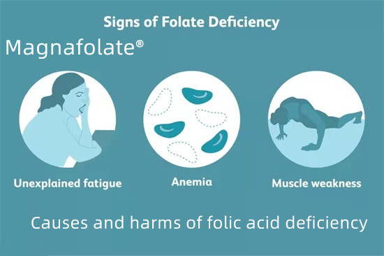 Causes et méfaits de la carence en acide folique