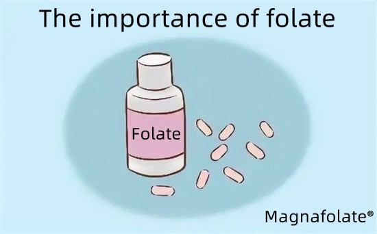 L'importance du folate-Magnafolate