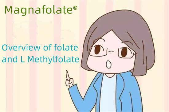Présentation du folate et du L méthylfolate