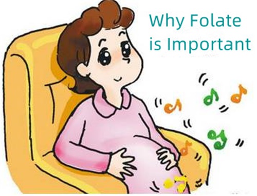 Pourquoi le folate est-il important ?