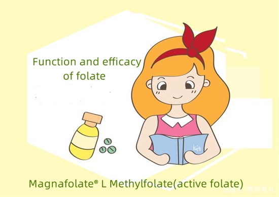 Quelles sont les fonctions du folate ?