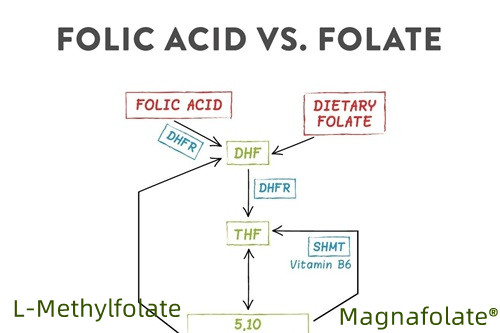 Quelle est la meilleure forme de folate ?