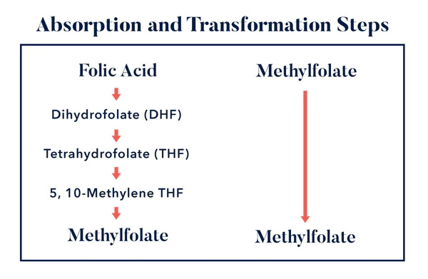Quelles sont les principales similitudes entre l’acide folique et le L-méthylfolate ?