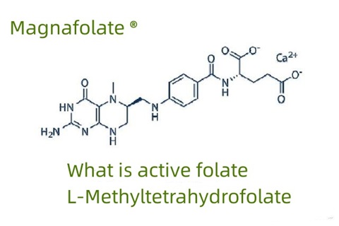 Qu'est-ce que le folate actif et le L-méthyltétrahydrofolate