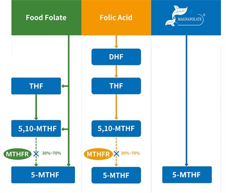Qu'est-ce que le 5-méthyltétrahydrofolate ?