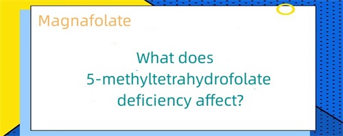 Qu’est-ce que la carence en 5-méthyltétrahydrofolate affecte ?