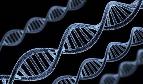Les génotypes anormaux des enzymes métabolisant le folate sont la principale cause des troubles du métabolisme du folate.