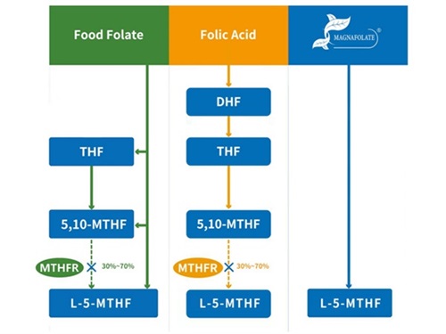 L-5-méthyltétrahydrofolate de calcium VS acide folique
