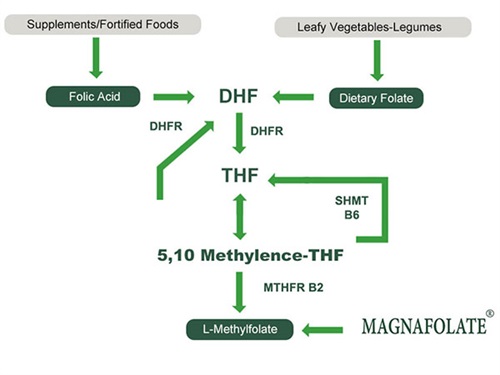 L'utilisation du L-5-méthyltétrahydrofolate de calcium