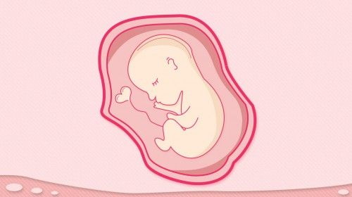 Le folate contribue au fonctionnement du système reproducteur