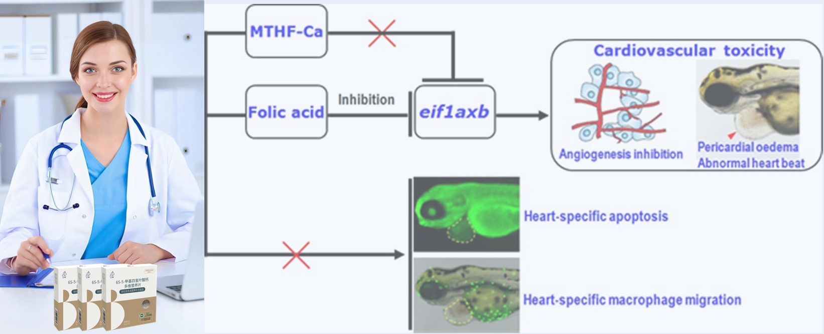 Revue de la littérature | L'acide folique synthétique à haute dose peut présenter des risques cardiaques aux premiers embryons; 6S-5-méthyltétrahydrofolate-calcium s'avère plus sûr